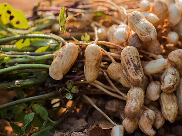 صادر کننده بادام زمینی روکش دار فله ای مرغوب
