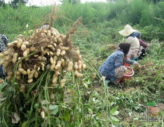 خرید مستقیم بادام زمینی شمالی مرغوب